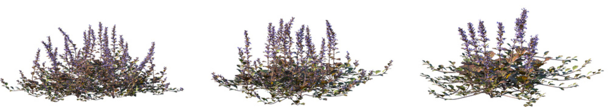 Set of Ajuga reptans (bugle, blue bugle, bugleherb, bugleweed, carpetweed, carpet bugleweed, and common bug) flowering frontal isolated png on a transparent background perfectly cutout high resolution