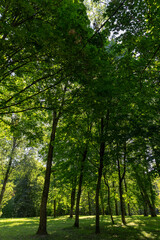 Fototapeta premium different deciduous trees in a mixed park in summer