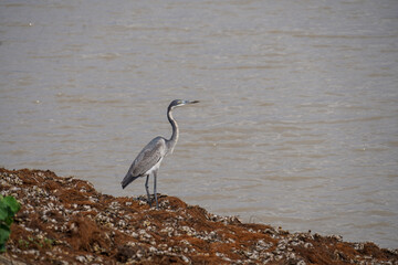 Migratory Grey Heron by the Water in Serengeti National Park