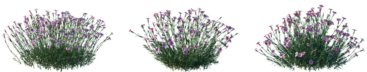 Set of Dianthus gratianopolitanus (commonly known as the Cheddar pink or clove pink) flowering frontal isolated png on a transparent background perfectly cutout high resolution