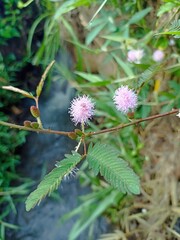 Mimosa flower which is usually found on river banks