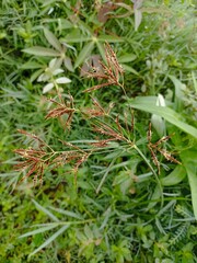 wild grass that looks like it's already flowering. looks beautiful with a slightly dark theme.