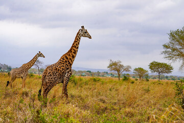 Majestic Giraffes in Their Natural Habitat on the African Plains