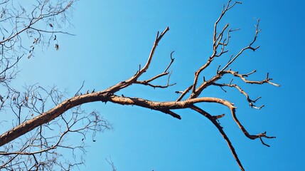 Bare Tree Branches Against a Blue Sky