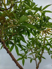cassava leaves. looks cool under the cloudy sky.