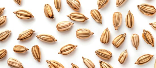 Sunflower Seeds Fried and Ready to Eat Isolated on White Background