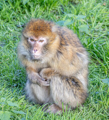 barbary macaque