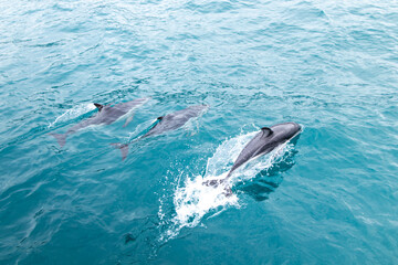 Naklejka premium A pod of dolphins having a fun time