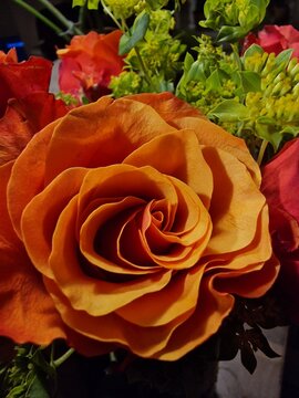 Rose for any kinde of Day