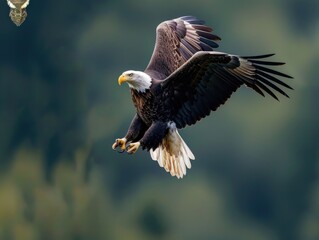 Fototapeta premium Bird of prey soaring over natural landscape.