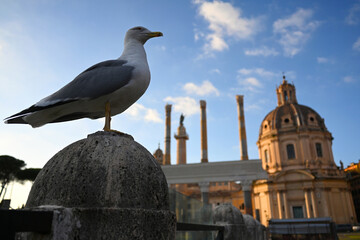The seagull and Church of Santissimo Nome di Maria al Foro Traiano in Rome, Italy