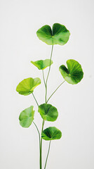 soft green leaves centella asiatica in the middle of a white background, wide view