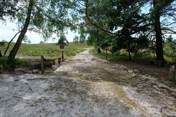 FU 2023-07-15 Wanderheide 595 Ein Weg führt aus dem Wald auf eine Heidefläche