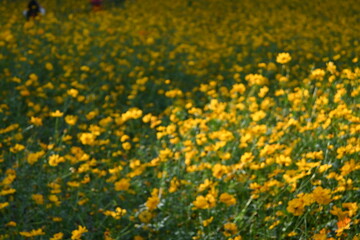 Obraz premium field of yellow flowers