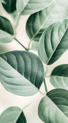 Obraz premium close up photo of green leaves, pastel soft colors, minimalistic design, smooth curves, delicate pastels, macro photography