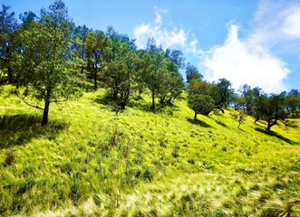 Beautiful Savannah in Mountain