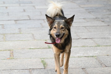 german shepherd dog