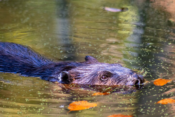 photography of wild Beaver swimming peacefully in a calm lake, its sleek body gliding through the water. 