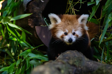 4-month-old red panda cub exploring its natural habitat, surrounded by green foliage. The fluffy creature's curious expression is captured in this close-up shot