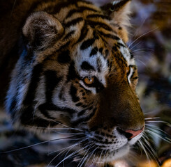 close up photography to a tiger face from the left side and detailed hairs in a safari or zoo Stock photo made with 105mm lens