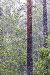 Obraz premium Summer rain next to forest