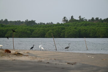 fishing on the beach