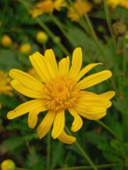 Yellow flower in the garden