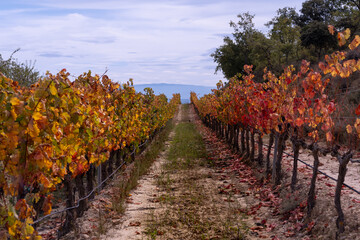 Naklejka premium Rioja colourful vineyards in autumn