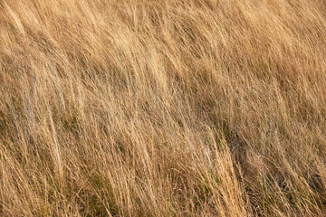 A close-up view of golden, dry grass swaying gently in the breeze