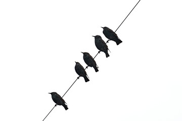 A minimalist silhouette of five starling birds perched on wire against a plain white background
