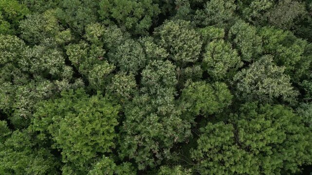 Aerial high angle foootage of swaying treetops in a forrest on a warm autumn day. Tree crowns swinging in the breeze and wind seen from above by a drone. Establishing shot of woods and nature.

