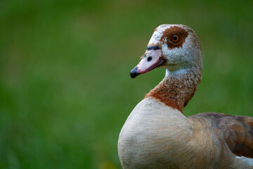 Image Number . Egyptian goose (Alopochen aegyptiaca). Wilderness, Garden Route, Western Cape. South Africa.
