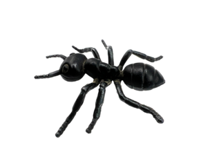 photography of a toy plastic ant on white background.