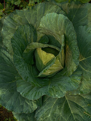 Fototapeta premium Cabbage plants that have started to form crops.