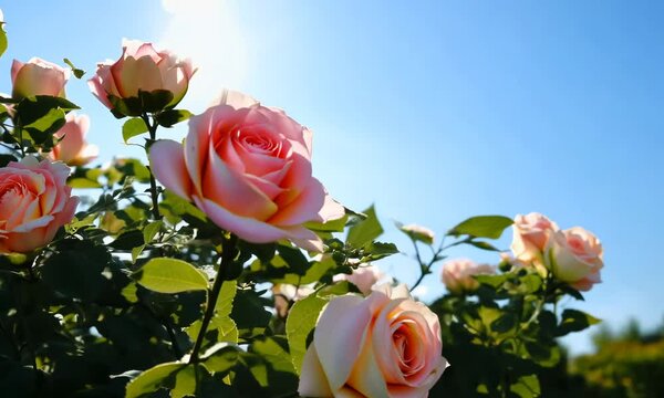 Beautiful spring border, blooming rose bush on a blue background. Flowering rose hips against the blue sky. Soft selective focus