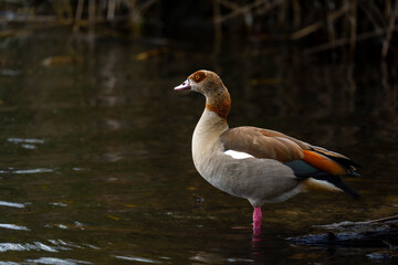 Image Number A1R550040. Egyptian goose (Alopochen aegyptiaca). Wilderness, Garden Route, Western Cape. South Africa.