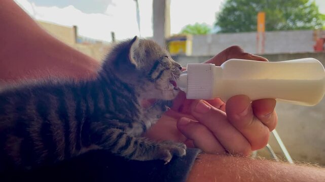 Kitten being fed with milk in a bottle 4k video