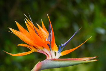 Crane flower, bird of paradise, or orange strelitzia (Strelitzia reginae: flower. Wilderness, Garden Route, Western Cape. South Africa © Roger de la Harpe