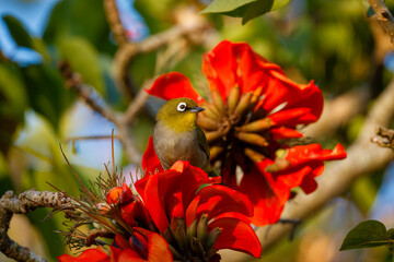 Cape white-eye (Zosterops virens) feeding on the nectar from a coast coral tree (Erythrina caffra) near Wilderness, Garden Route, Western Cape. South Africa