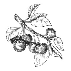 Sketch ink graphic cherry on branch illustration, draft silhouette drawing, black on white line art. Botanical vintage etching food design.