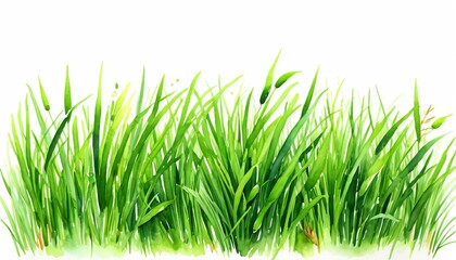 Obraz premium Lush green grass border with watercolor effect on white background