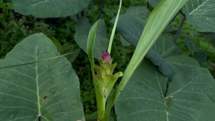 flower in the garden Black Turmeric Plant