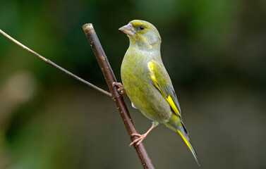 Verdier d'Europe,.Chloris chloris, European Greenfinch