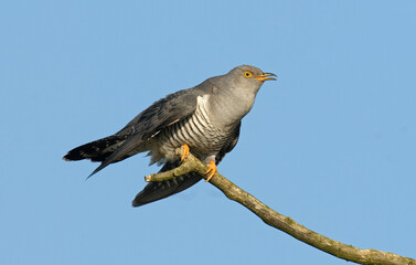 Coucou gris,.Cuculus canorus, Common Cuckoo