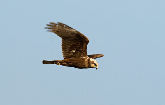 Busard des roseaux,.Circus aeruginosus, Western Marsh Harrier