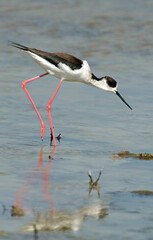 Fototapeta premium Echasse blanche, Himantopus himantopus, Black winged Stilt