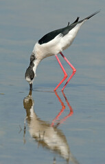 Echasse blanche,  Himantopus himantopus, Black winged Stilt