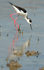 Obraz premium Echasse blanche, Himantopus himantopus, Black winged Stilt