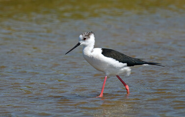Echasse blanche,  Himantopus himantopus, Black winged Stilt