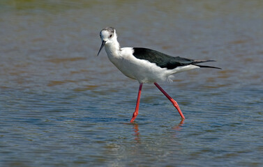 Echasse blanche,  Himantopus himantopus, Black winged Stilt